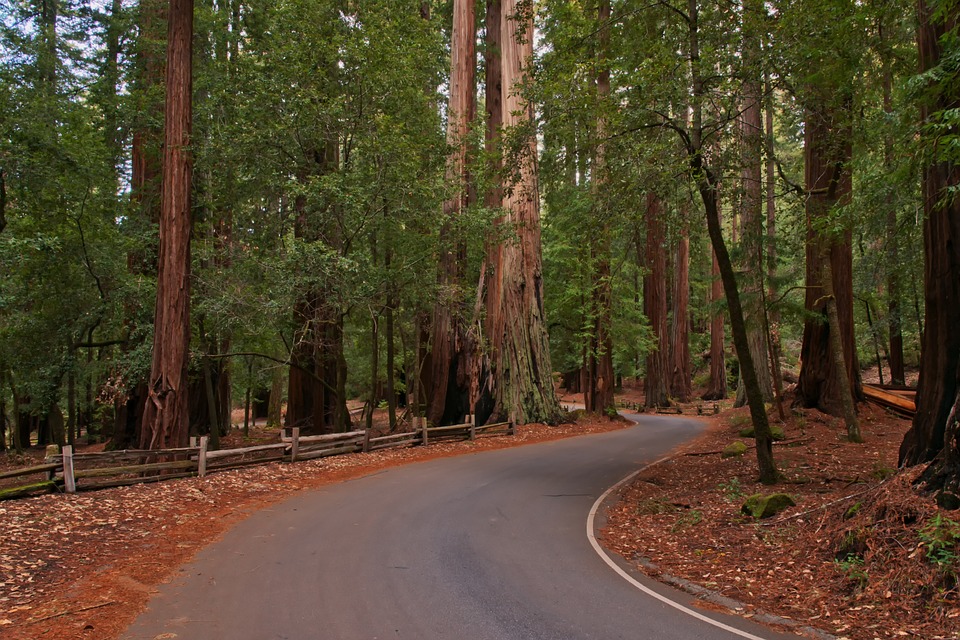 redwood twisty california motorcycle ride