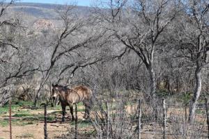 Bagdad to Iron Springs